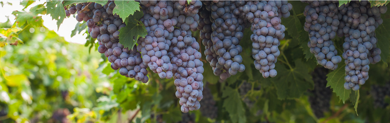 Understand The Core Concepts Related To Australian Grapes