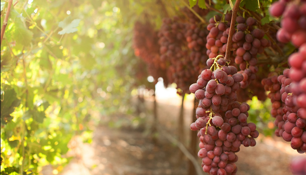 Australia table grapes